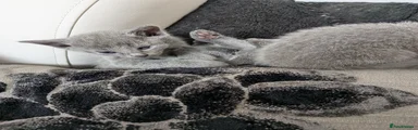 Russian Blue Kitten 2