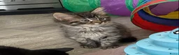 British Shorthair cats for sale: 4 stunning kittens - Advert 11