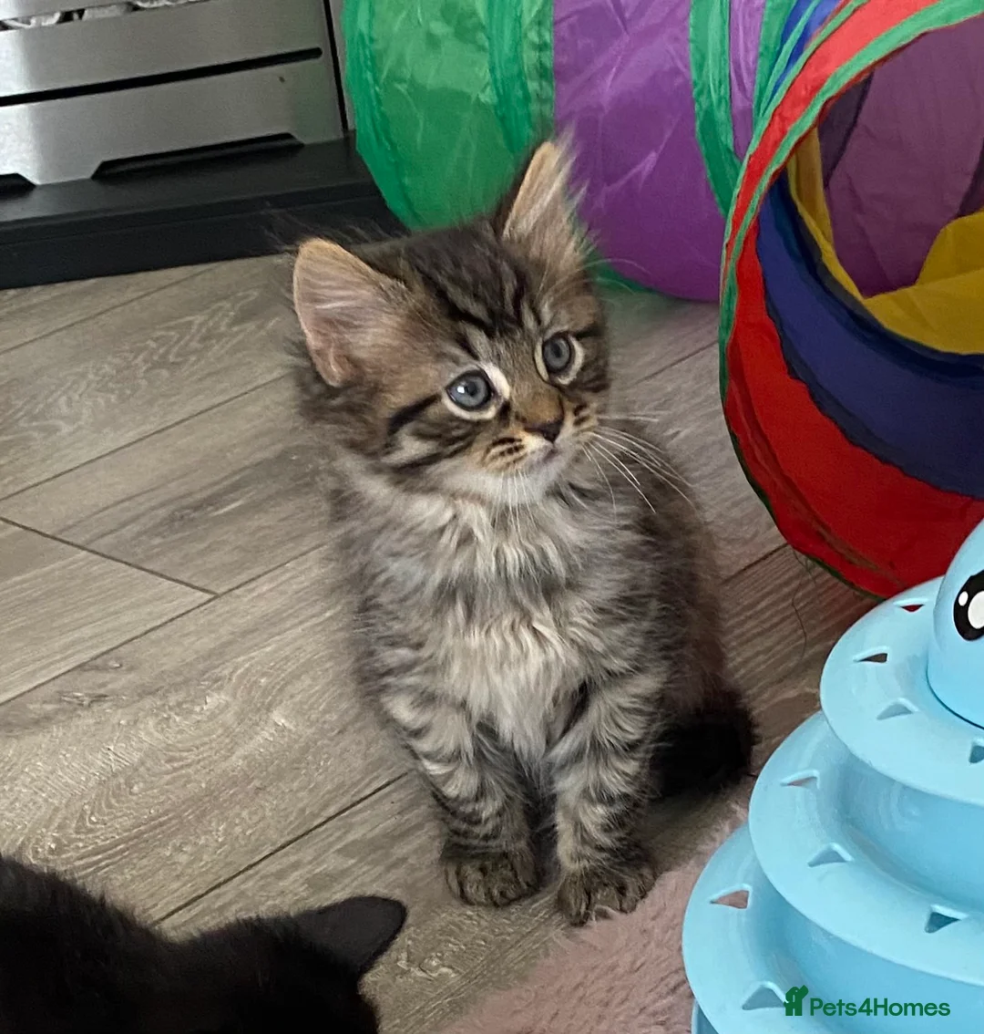 British Shorthair cats for sale: 4 stunning kittens - Advert 11