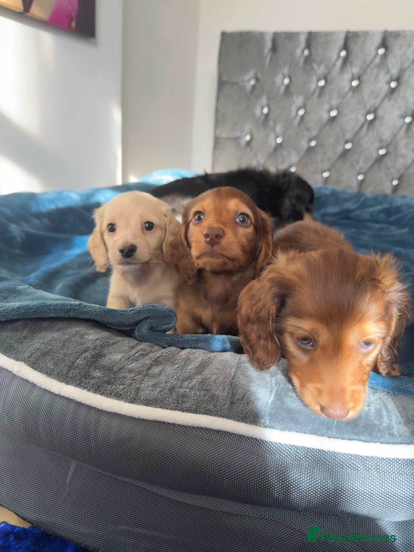 Dachshund dogs KC.Reg. Miniature LongHaired Dachshund Puppies  - Advert 2