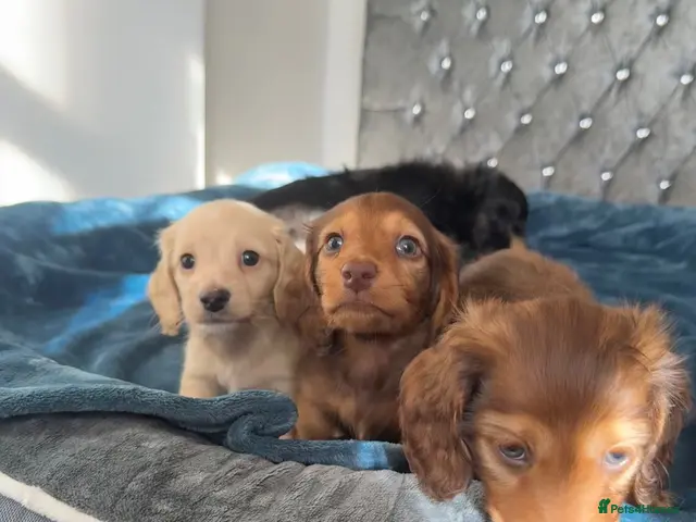 Dachshund dogs KC.Reg. Miniature LongHaired Dachshund Puppies - Advert 2
