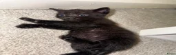 Mixed Breed cats for sale: 6 Hand-Reared Kittens Looking for Loving Homes - Advert 2