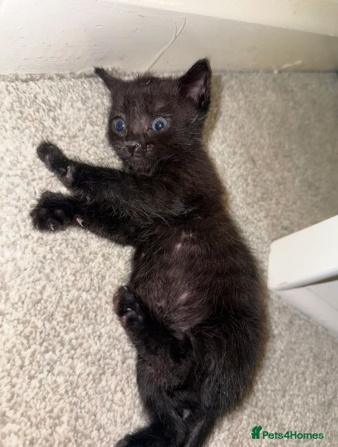 Mixed Breed cats for sale: 6 Hand-Reared Kittens Looking for Loving Homes - Advert 2