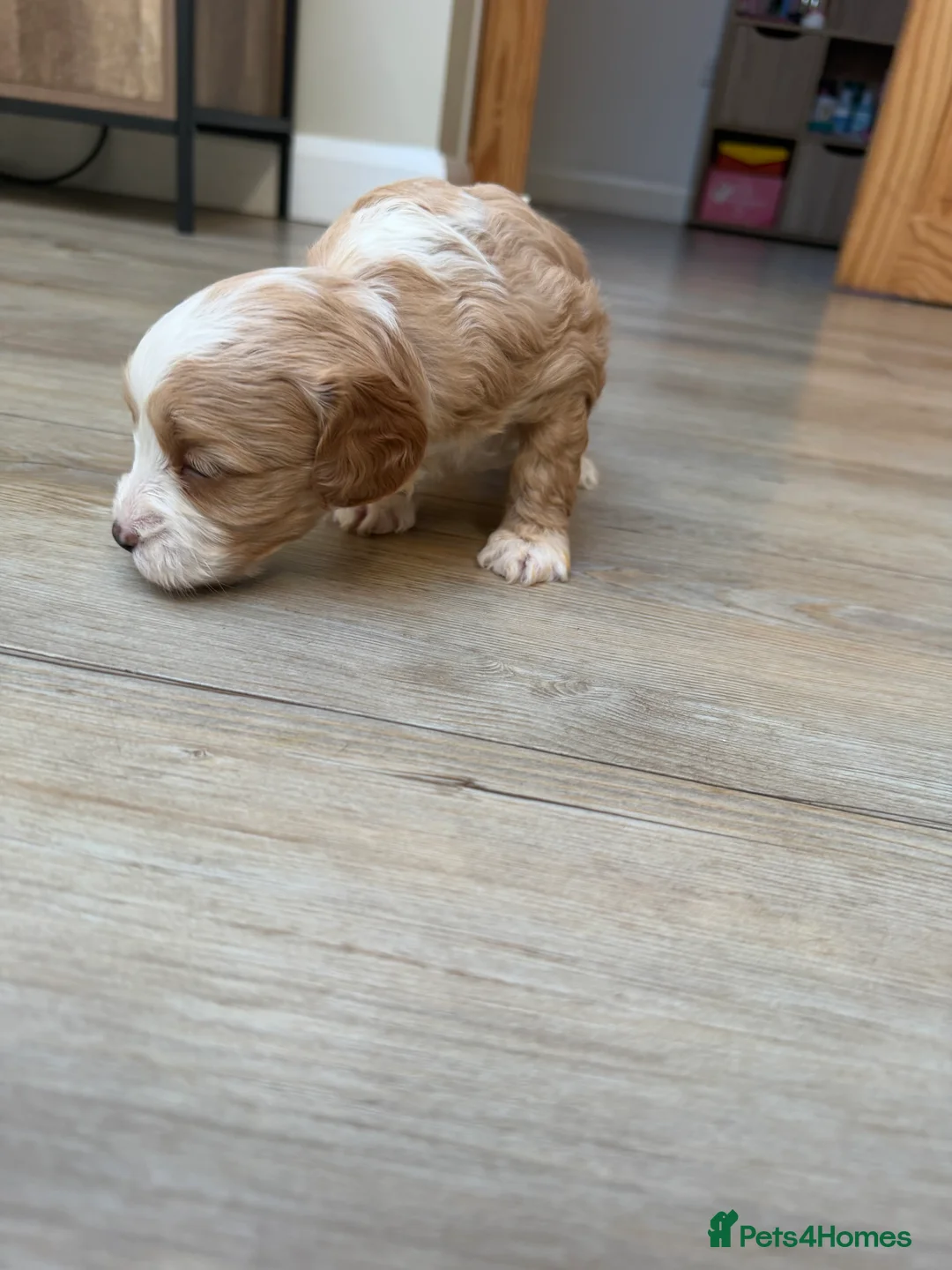 Cavapoo dogs for sale: Cavapoo puppies  - Advert 13