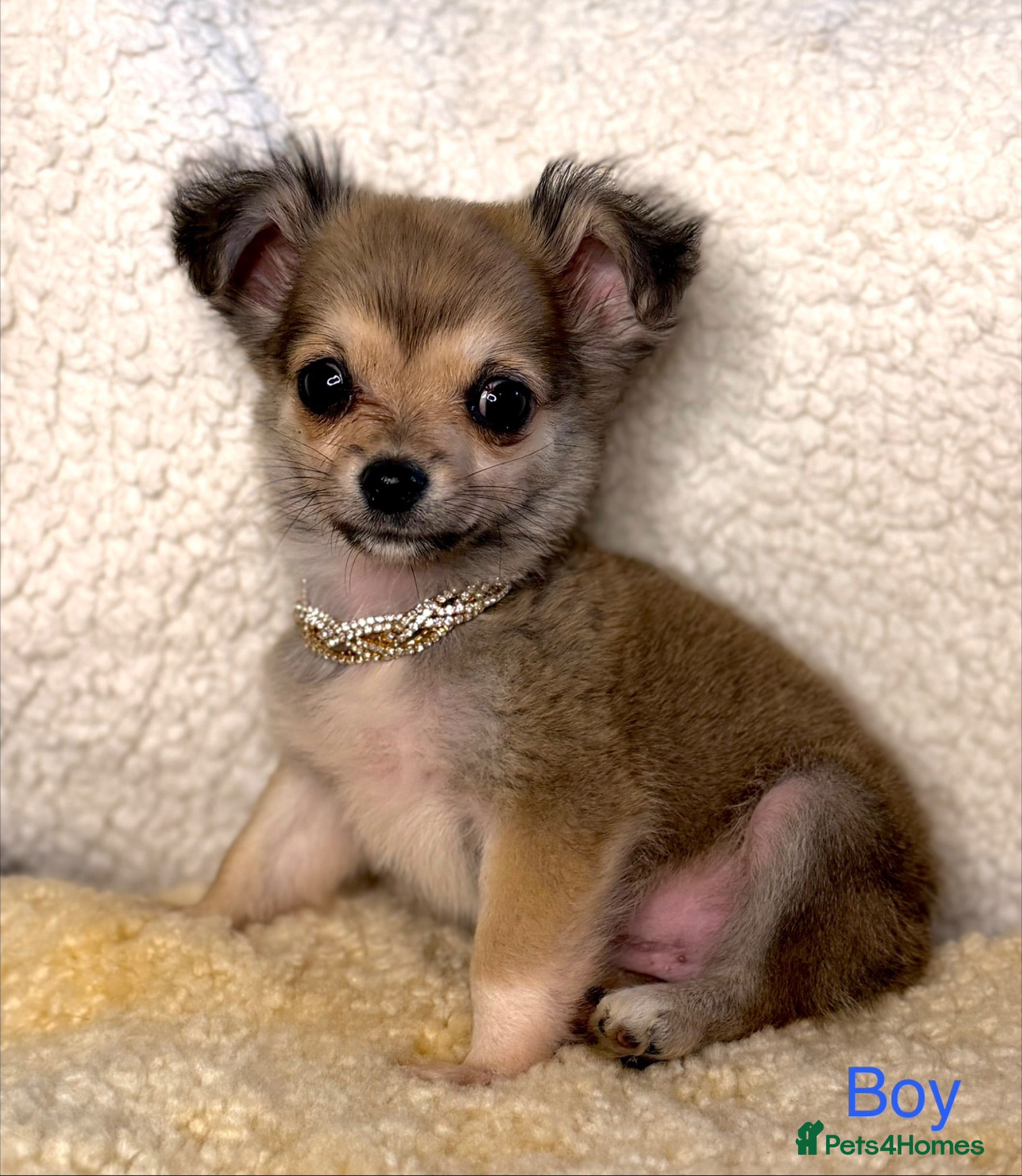 Jack Chi dogs *LAST TWO* TINY chihuahua x Jack Russell Puppies - Advert 18
