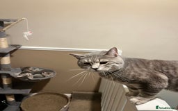 British Shorthair cats for stud: Silver Tabby British shorthair Stud–Healthy&Proven - Advert 8