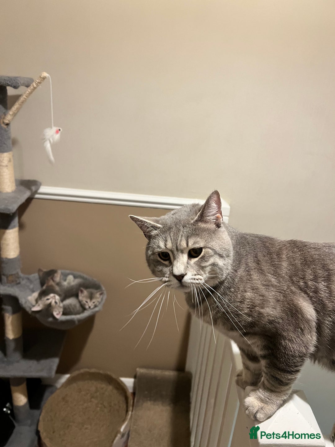 British Shorthair cats for stud: Silver Tabby British shorthair Stud–Healthy&Proven - Advert 8