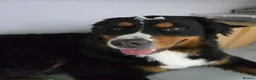 Bernese Mountain Dog dogs for sale: Bernese mountain dog (Bess). in Liverpool - Advert 13