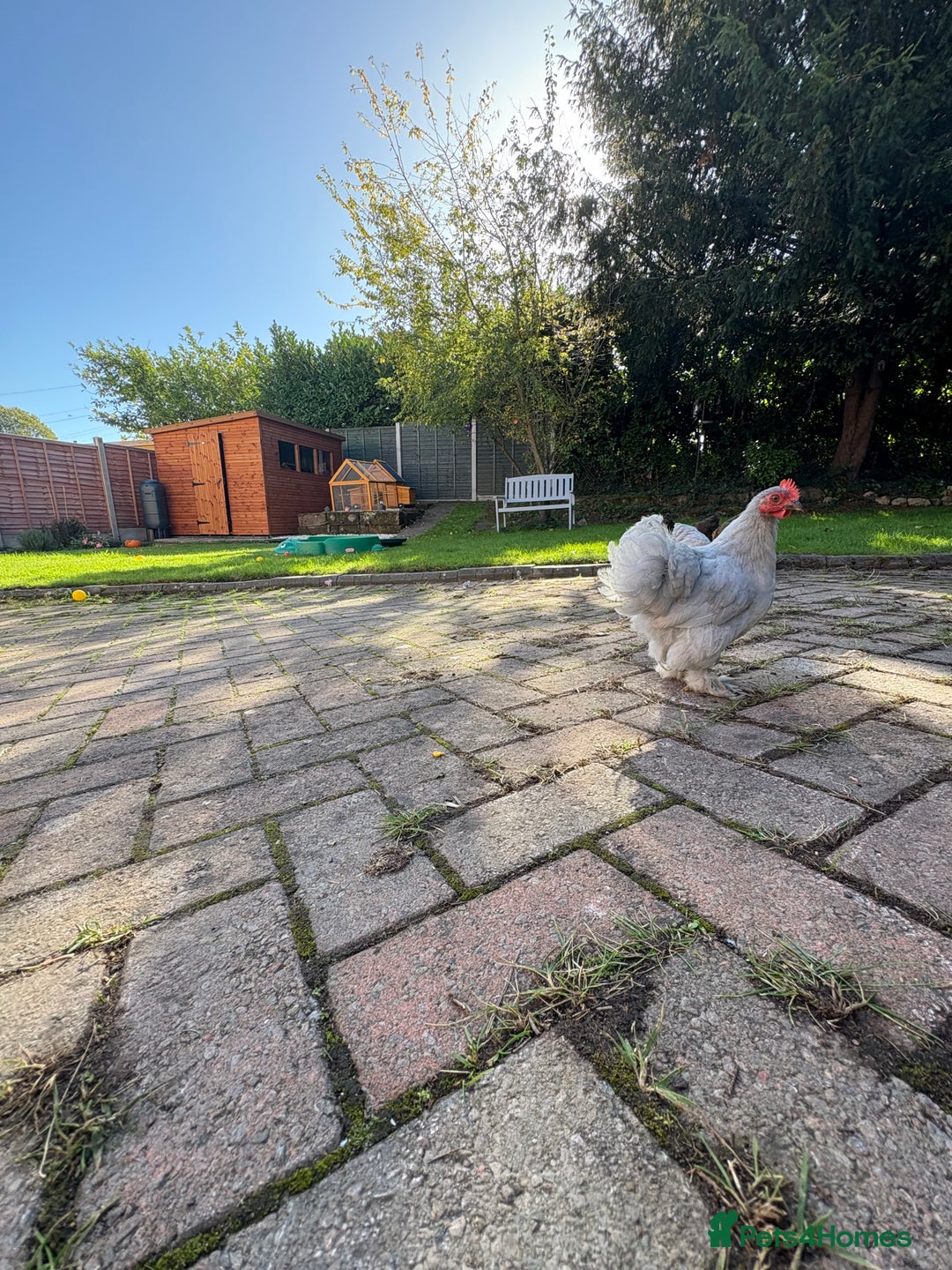 Chickens poultry for sale: Two Friendly Pekin Bantam Boys Looking for a home - Advert 5