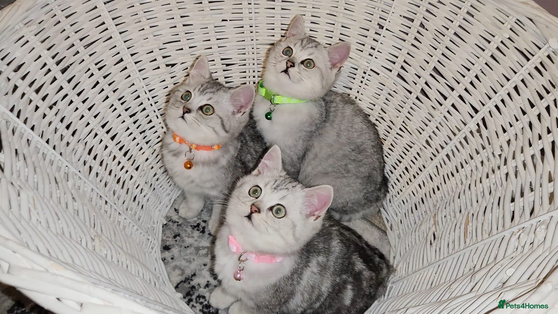 British Shorthair cats Silver Pedigree British Shorthair Kittens - Advert 15