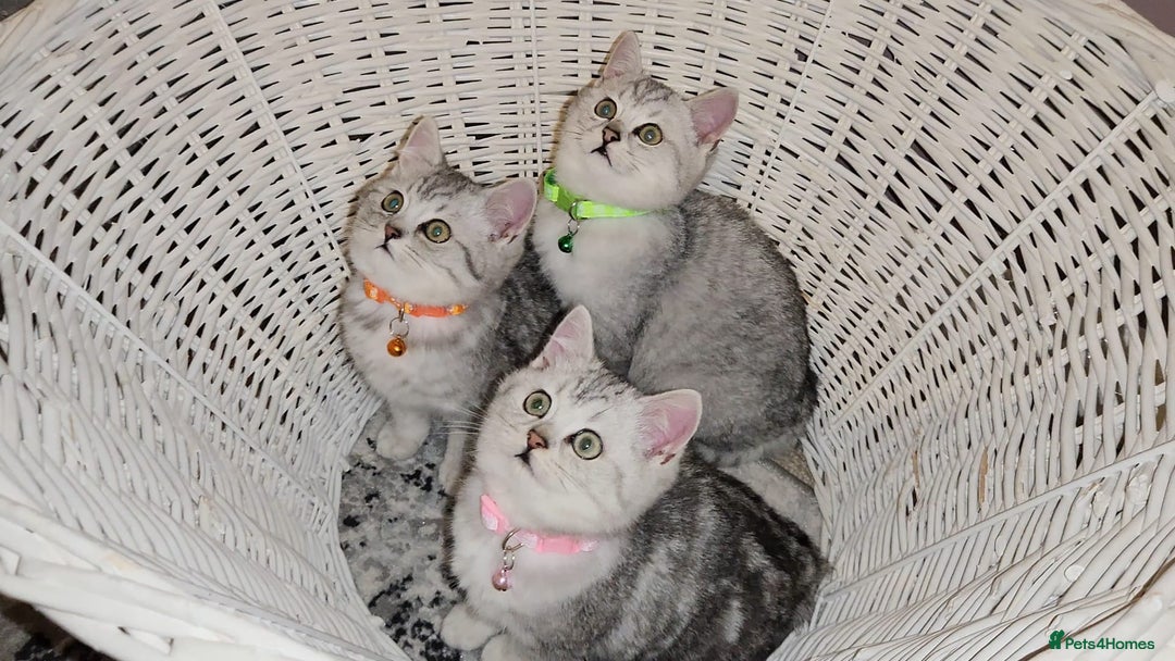 British Shorthair cats for sale: Amazing Quality British Shorthair Kittens - Advert 2
