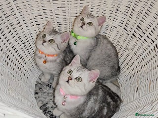 British Shorthair cats Silver Pedigree British Shorthair Kittens - Advert 15