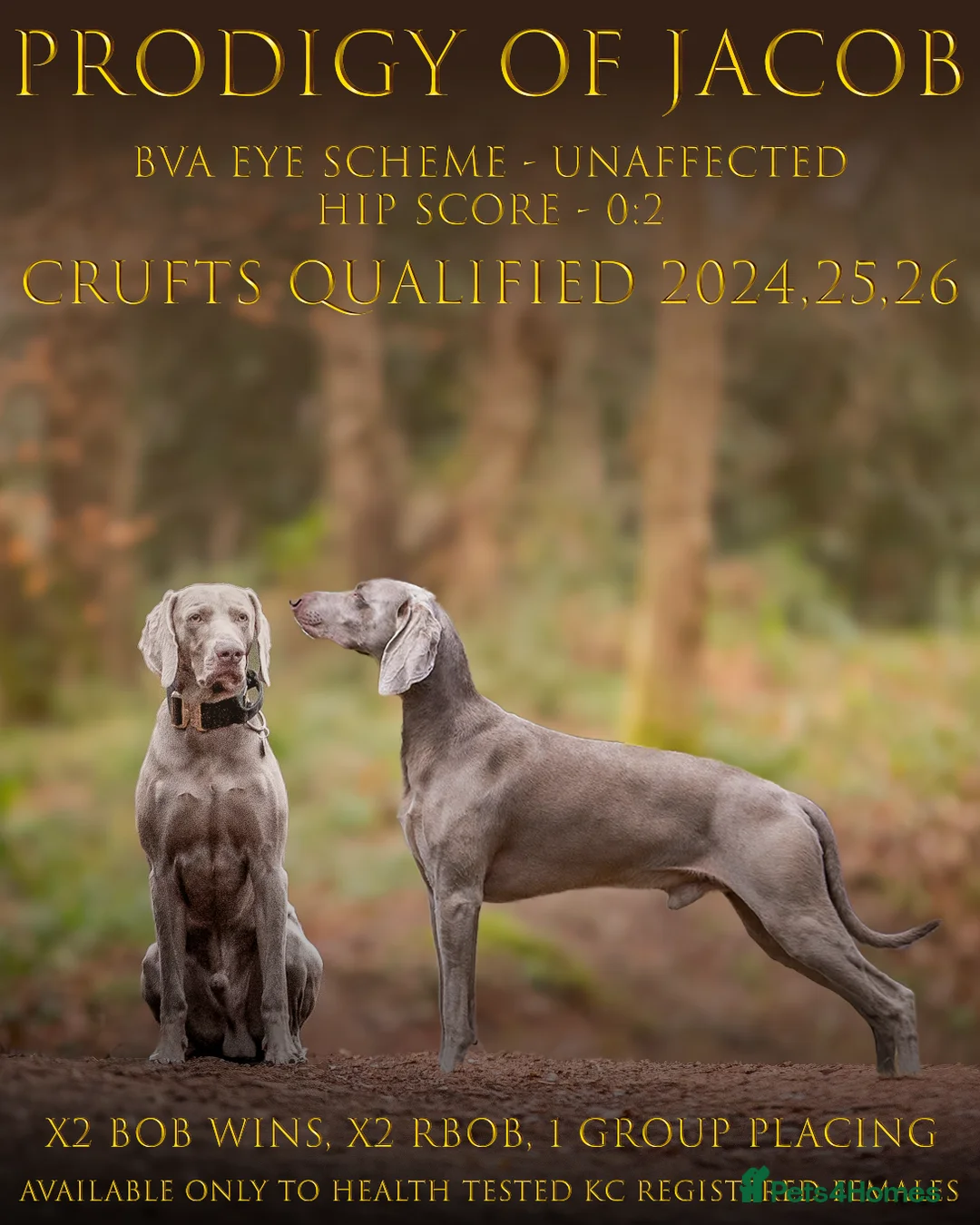 Weimaraner dogs for stud: **HEALTH TESTED** KC REG SHOW WEIMARANER FOR STUD - Advert 15