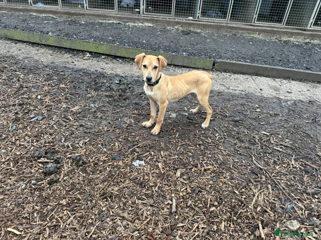 Greyhound dogs for sale: Super sweet and super happy pup - Advert 1