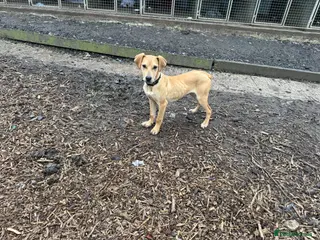 Greyhound dogs Super sweet and super happy pup - Advert 15