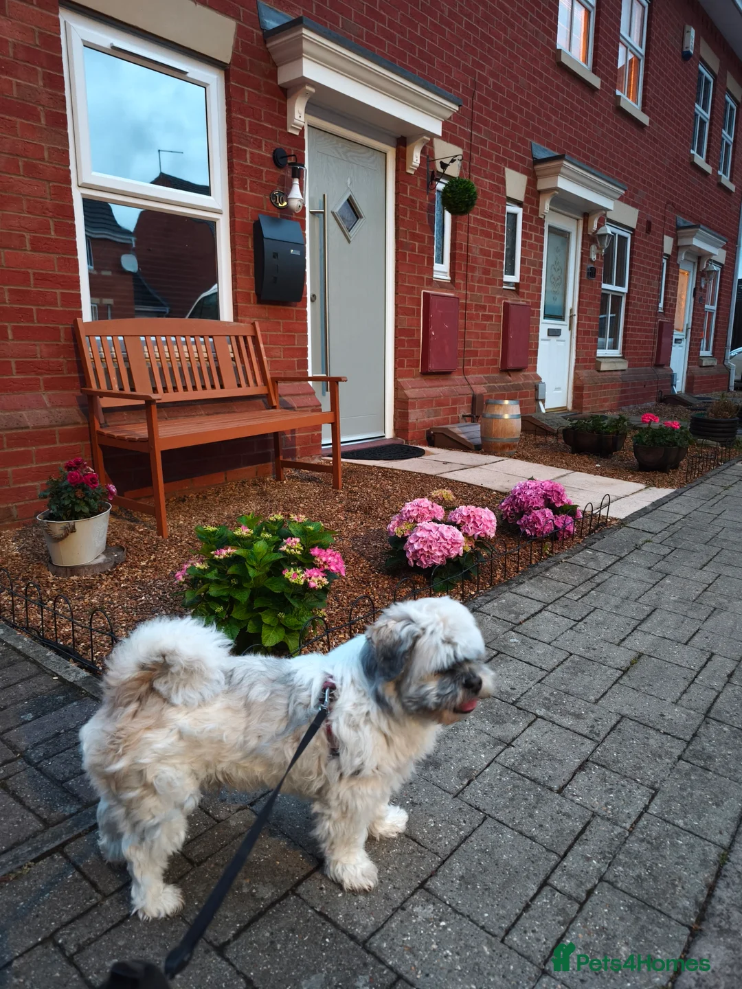 Lhasa Apso dogs for stud: Mr Faron - Advert 3