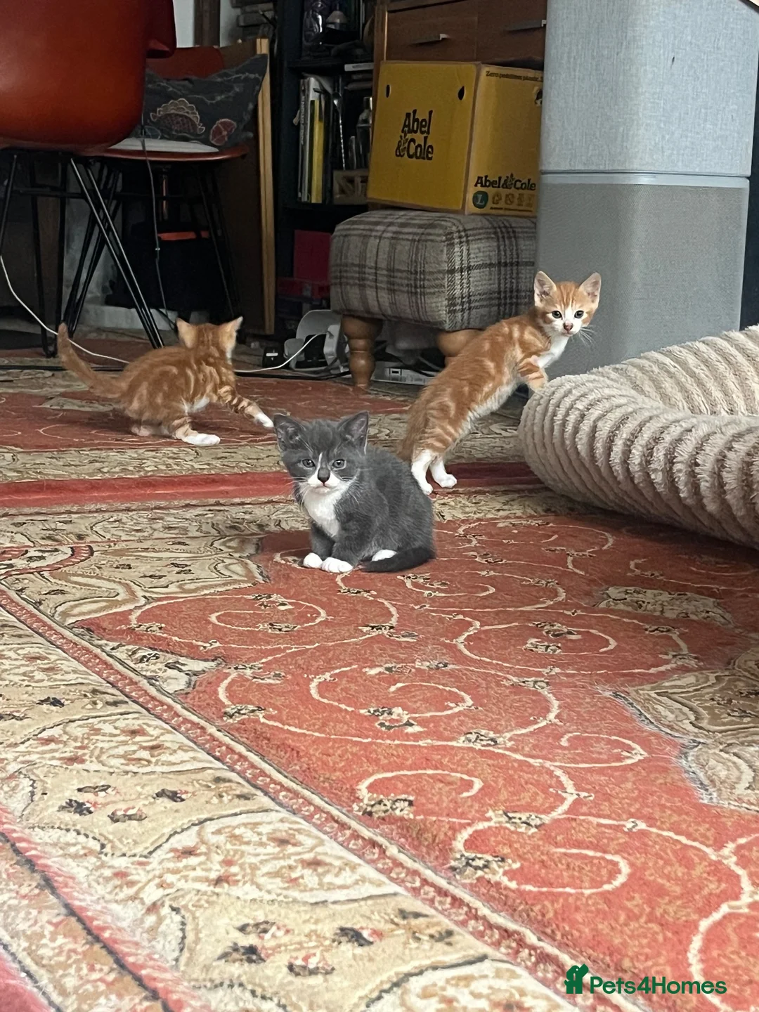 Mixed Breed cats for sale: Beutifull kittens for sale - Advert 16