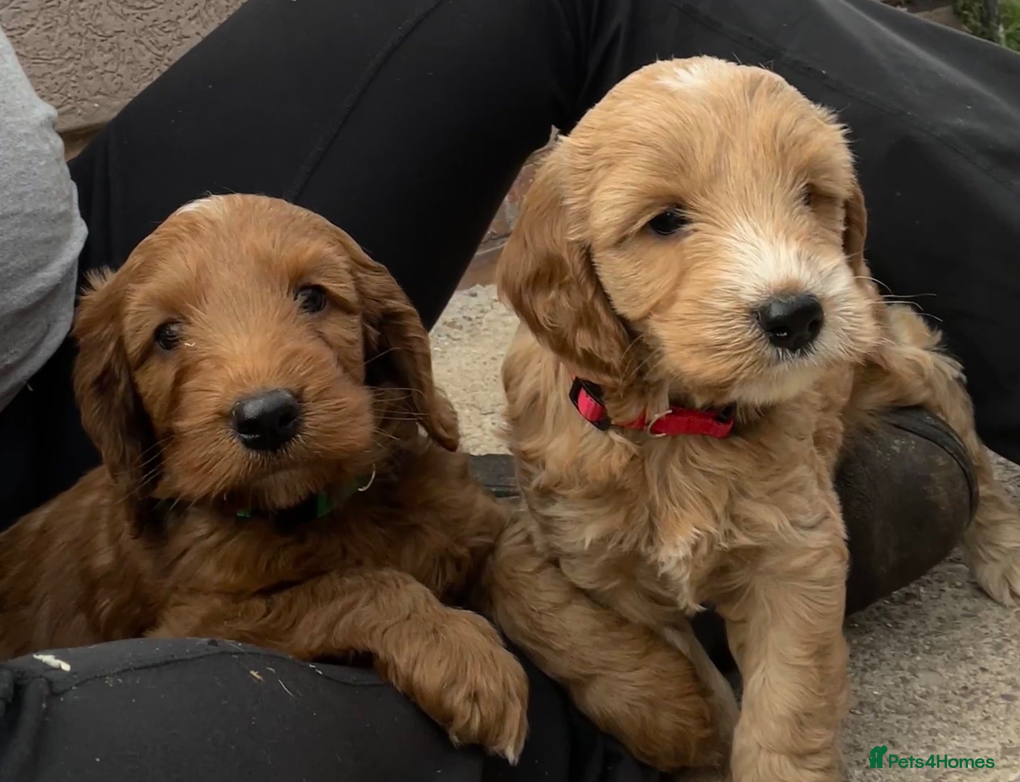 Cockapoo dogs Healthy, Confident, Golden Cockapoos - Advert 10