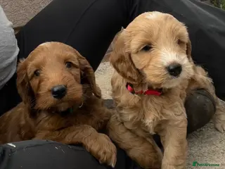 Cockapoo dogs 🌟Golden Cockapoos🌟 - Advert 1