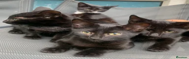 Mixed Breed Kitten 2
