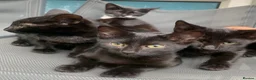 Mixed Breed cats for sale: Looking for a better home  - Advert 3