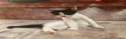 Mixed Breed cats for sale: Four adorable, cuddly kittens - Advert 19