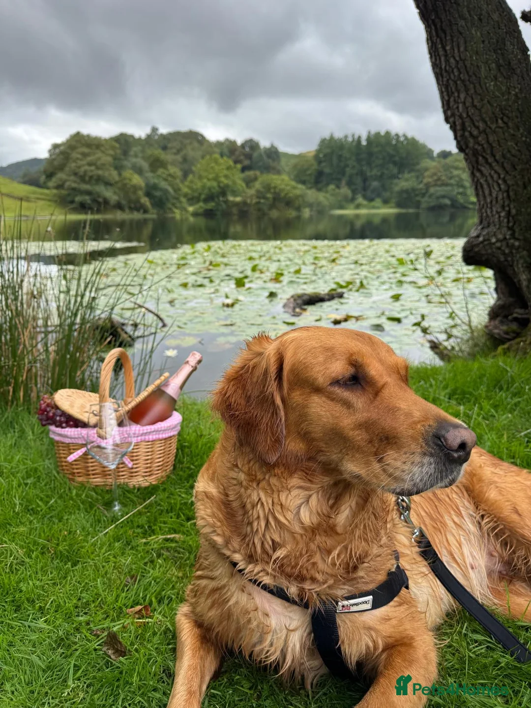 Golden Retriever dogs for stud: Golden Retriever  in King's Lynn - Advert 1