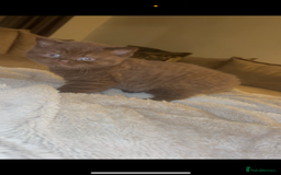 British Shorthair cats for sale: Beautiful British Shorthair Kittens  - Image 10