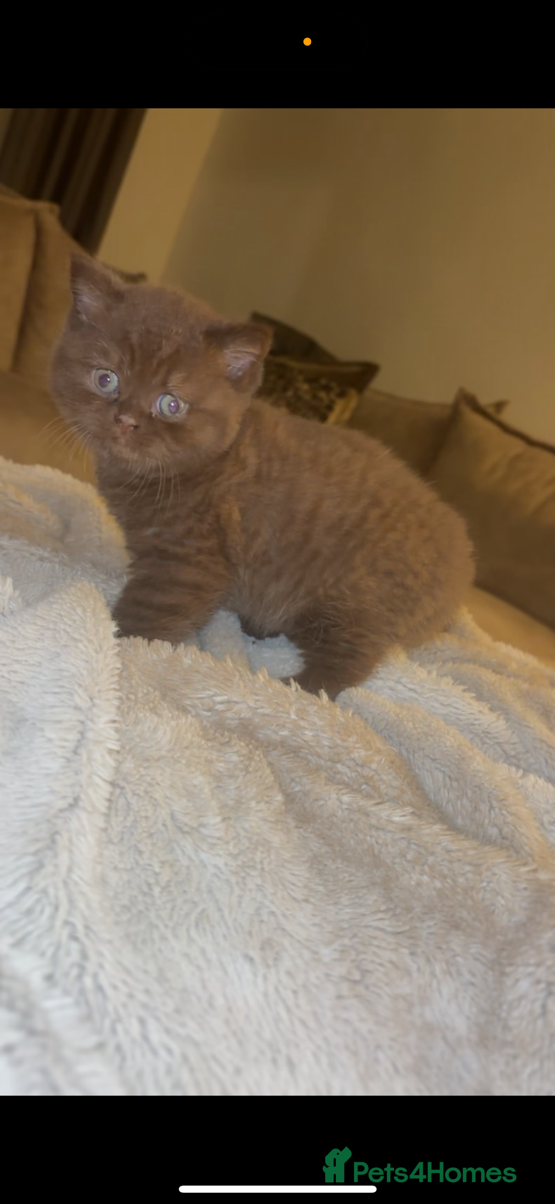 British Shorthair cats for sale: Beautiful British Shorthair Kittens  - Image 10