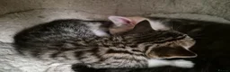 Domestic Shorthair cats for sale: Beautiful black and tabby babies  - Advert 7