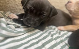 Staffordshire Bull Terrier dogs for sale: Beautiful mixstaffy looking for a forever home - Image 2