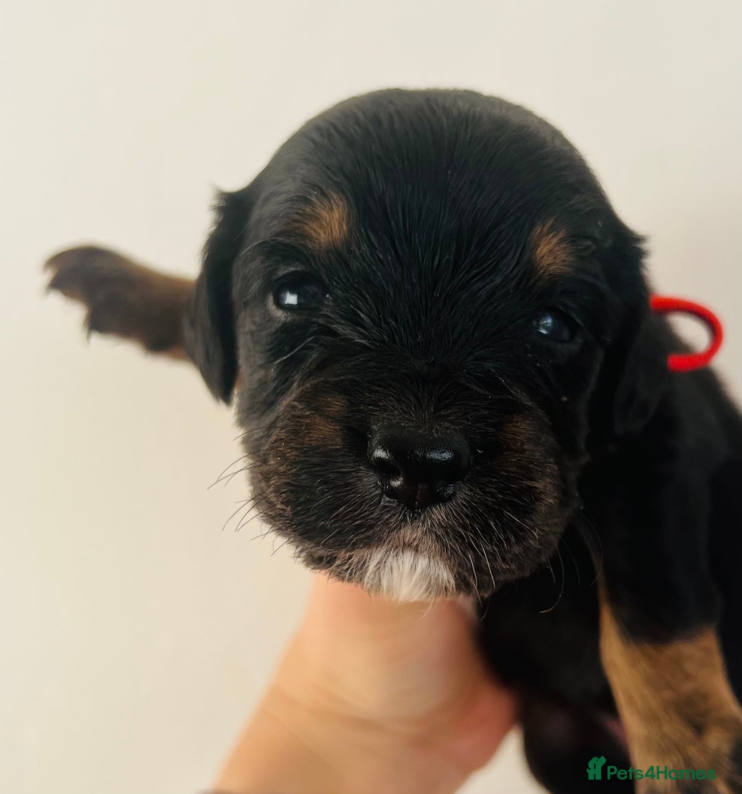 Sprocker dogs for sale: Sprocker/Cocker Puppies - Image 13