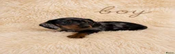 Miniature Dachshund dogs for sale: OUTSTANDING MINI SMOOTH DACHSHUND PUPPIES  - Advert 4
