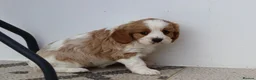 Cavachon dogs for sale: Beautiful Cavachon puppies for sale - Advert 26