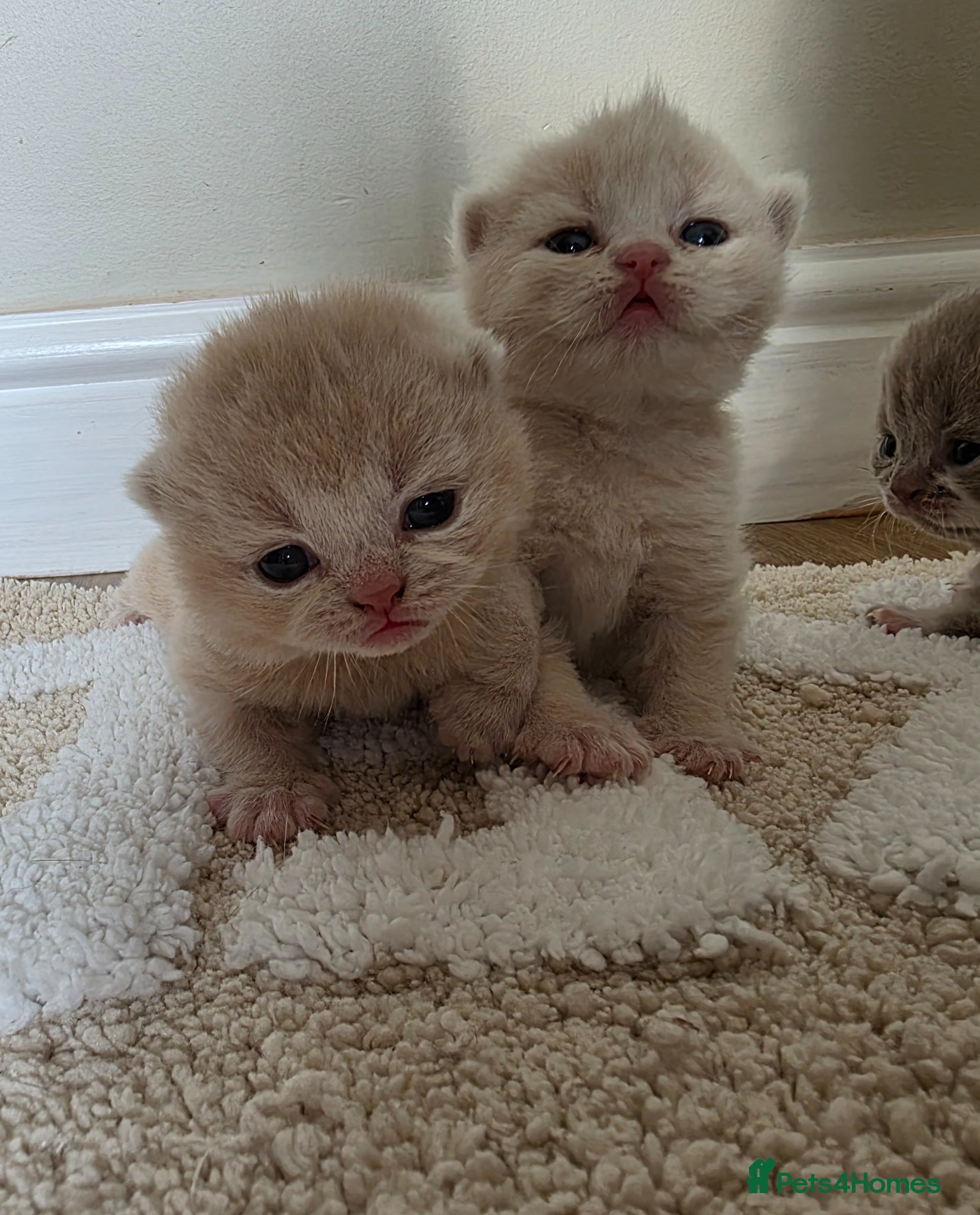 British Shorthair cats GCCF champion British Shorthair kittens  - Advert 14