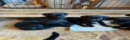 Labrador Retriever dogs for sale: Silver Labrador puppies in Stoke-on-Trent - Advert 6