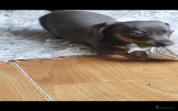 Dachshund dogs for sale: Mini dachshund forsale! - Image 8
