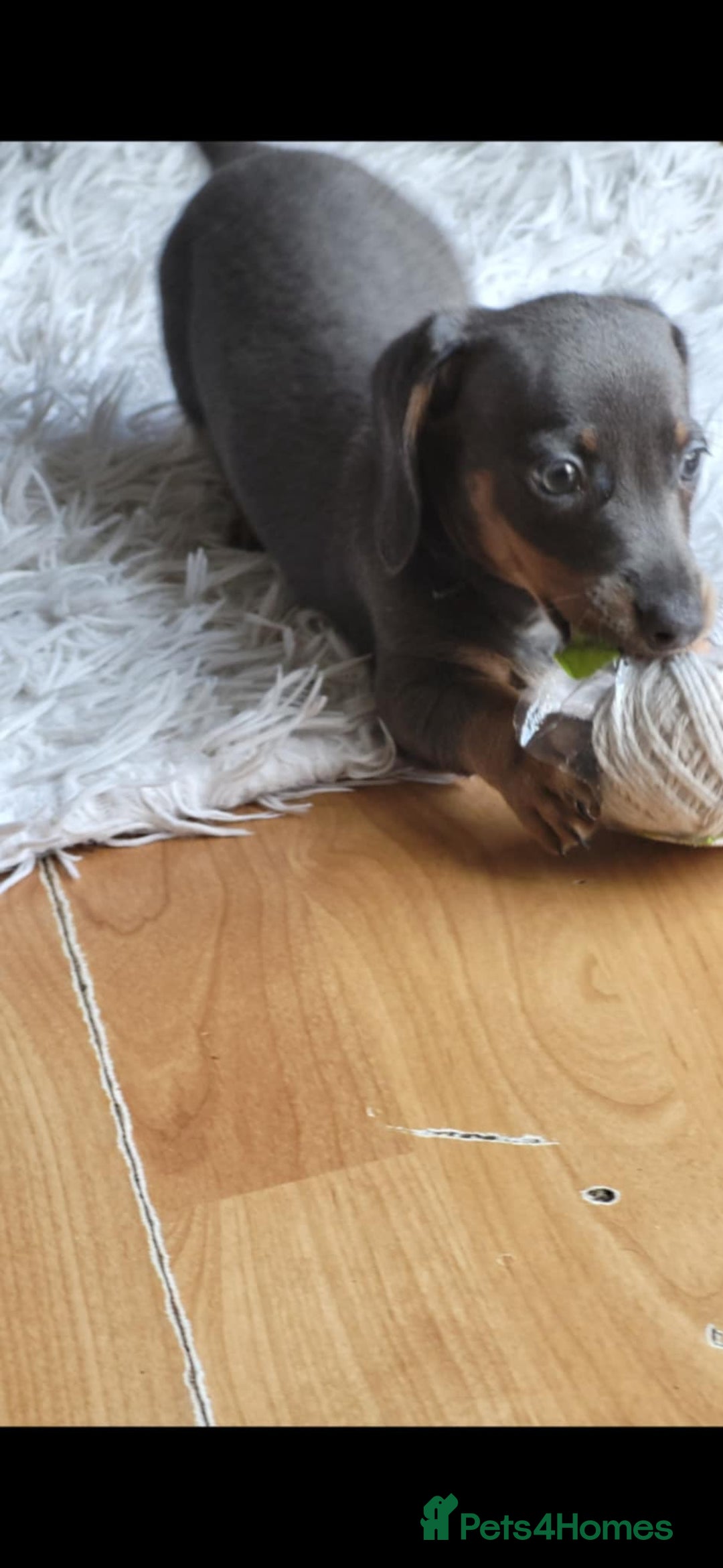 Dachshund dogs for sale: Mini dachshund forsale! - Image 8