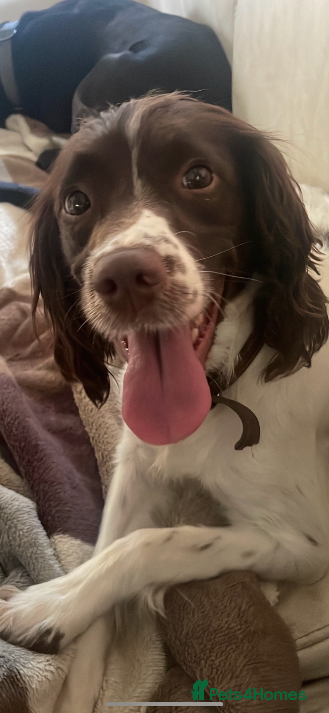 English Springer Spaniel dogs for sale: *Lovely Springer Girl looking for forever home * - Advert 3