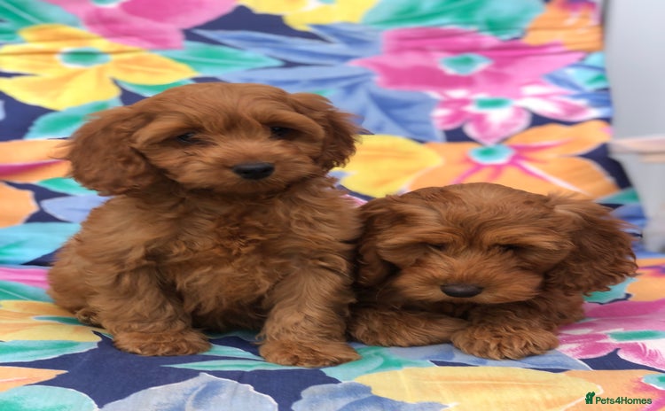 Cockapoo dogs - Advert 1