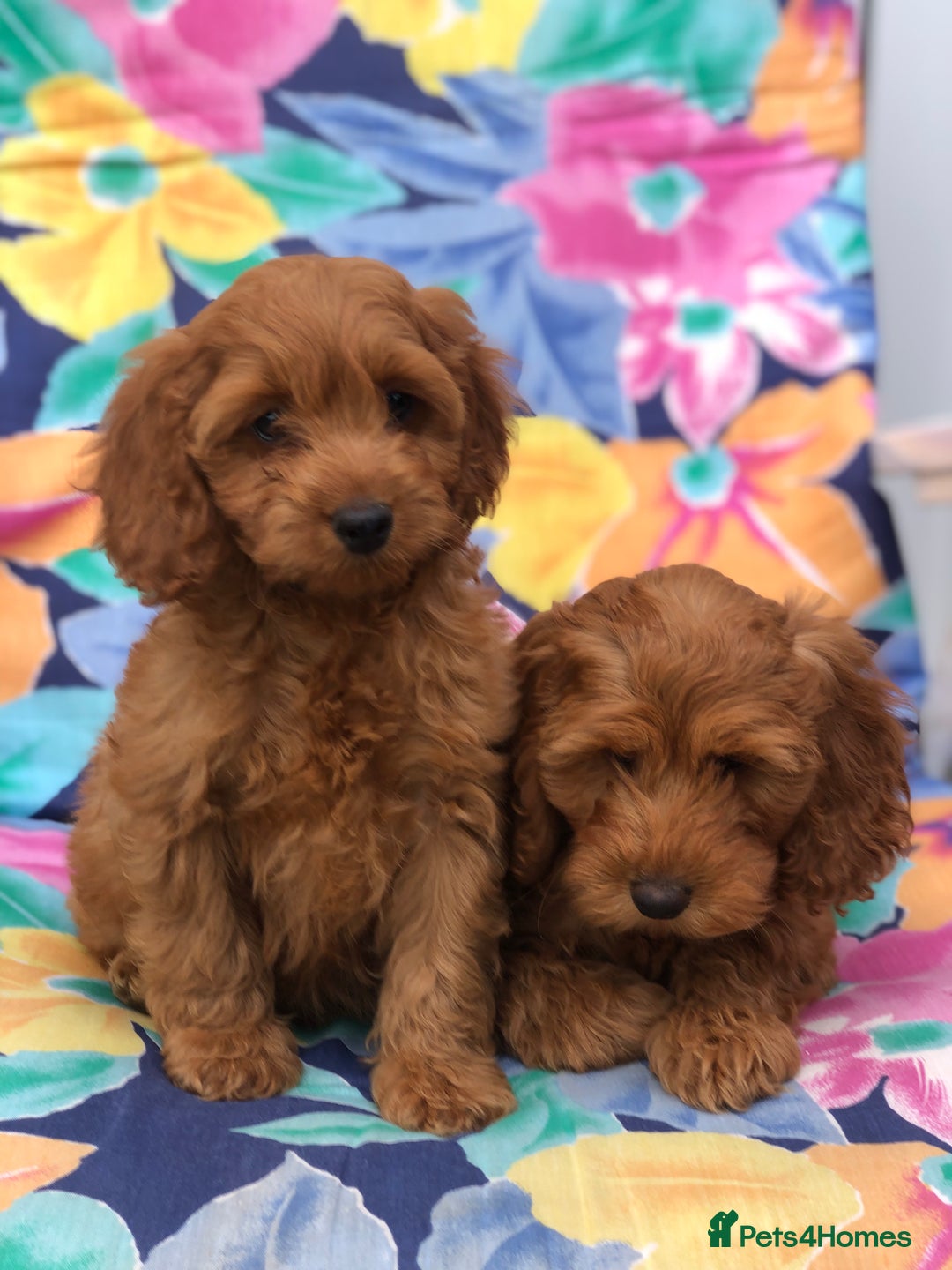 Cockapoo dogs for sale: Cockapoo puppies for sale - Image 1