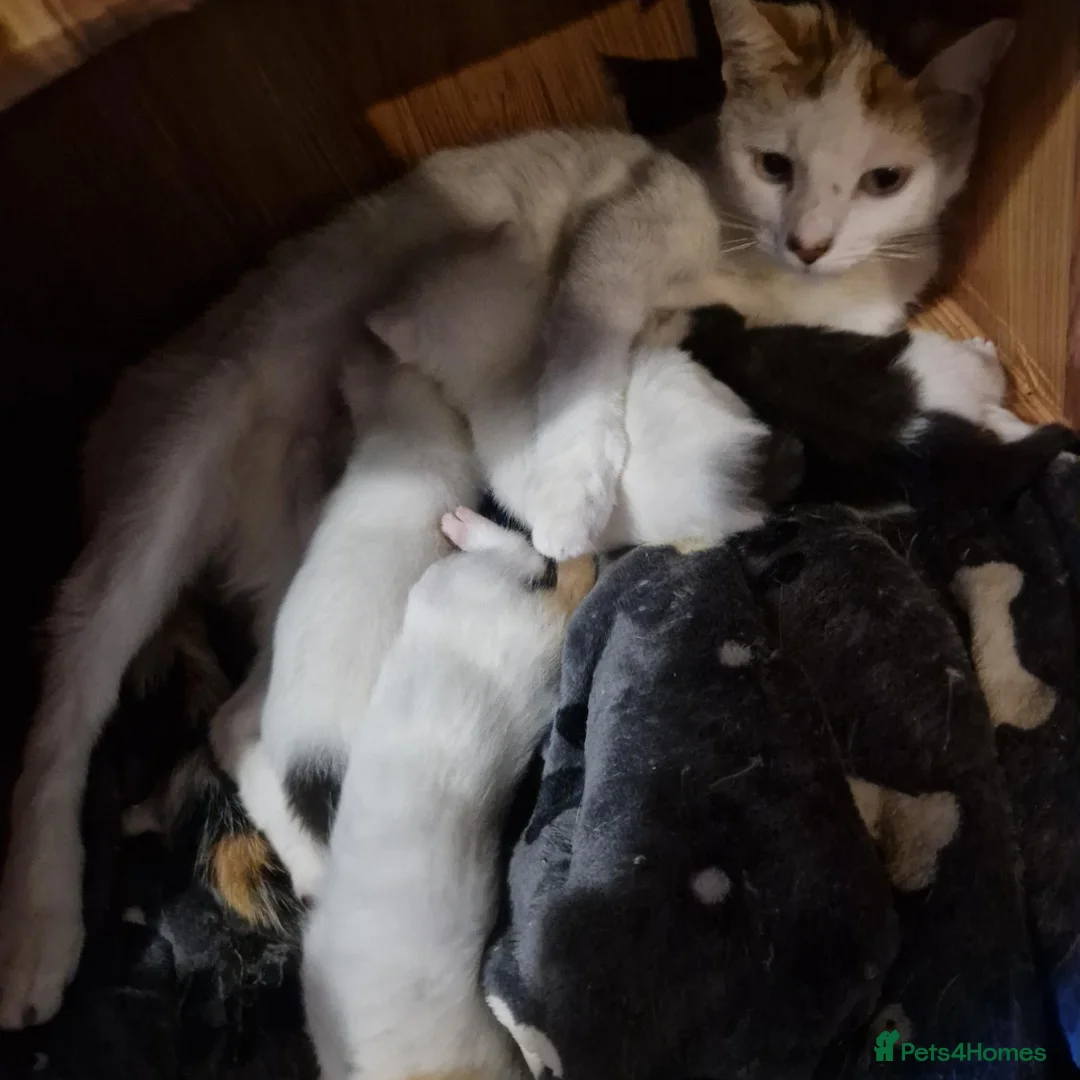 Mixed Breed cats for sale: Beautiful kittens READY TODAY  - Advert 2