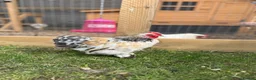 Chickens poultry for sale: Pekin Bantam Cockerel - Advert 1
