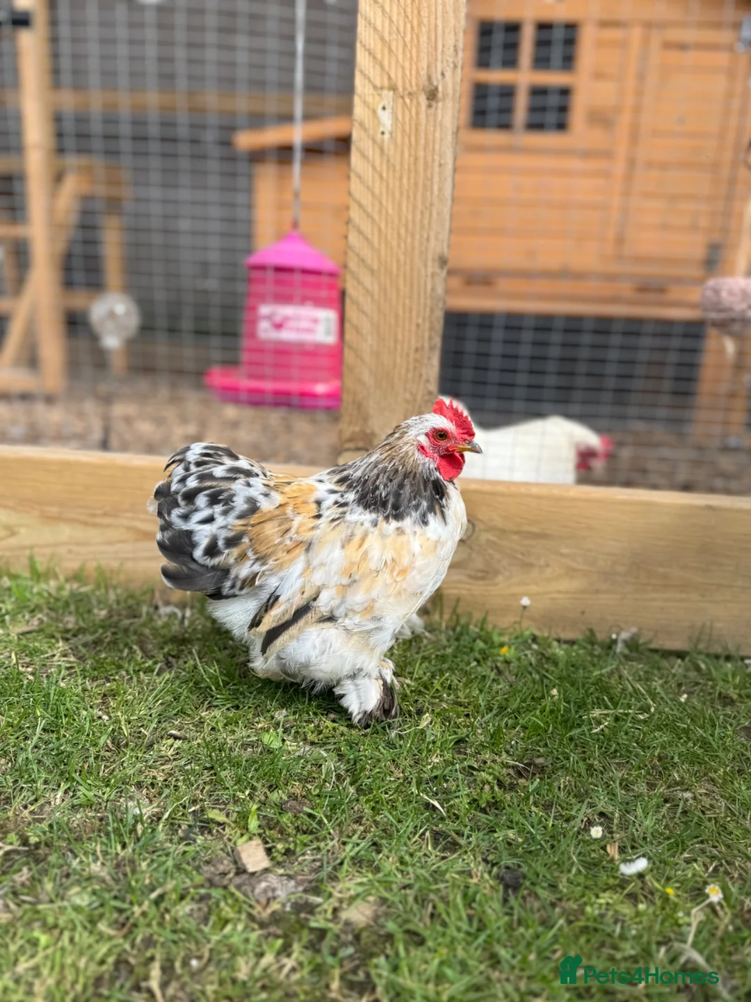 Chickens poultry for sale: Pekin Bantam Cockerel - Advert 1