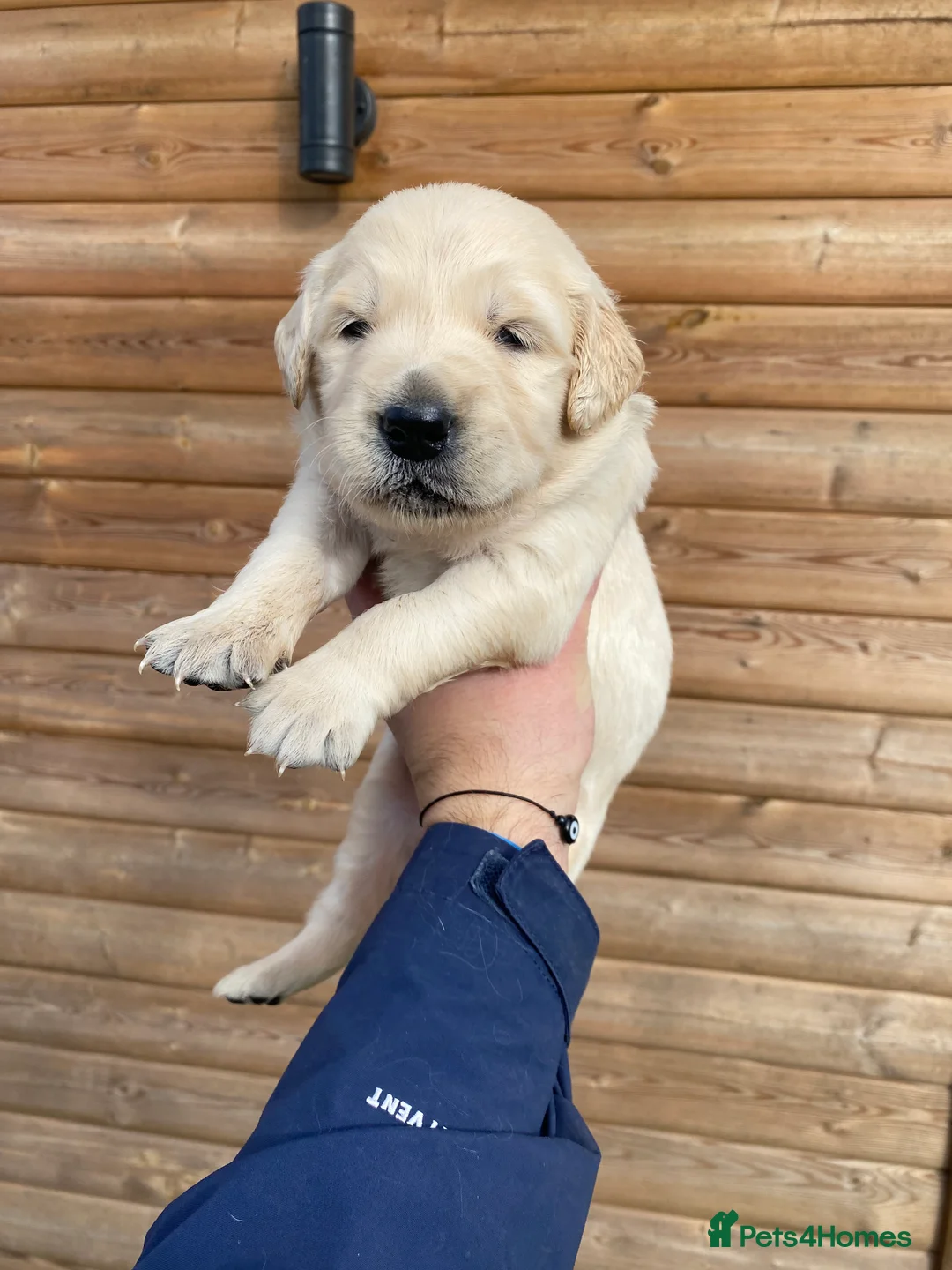 Golden Retriever dogs for sale: 💛🤍 5 Star ⭐️🐶 Golden Retriever Pups 🐶 🌟🤍💛 - Advert 40