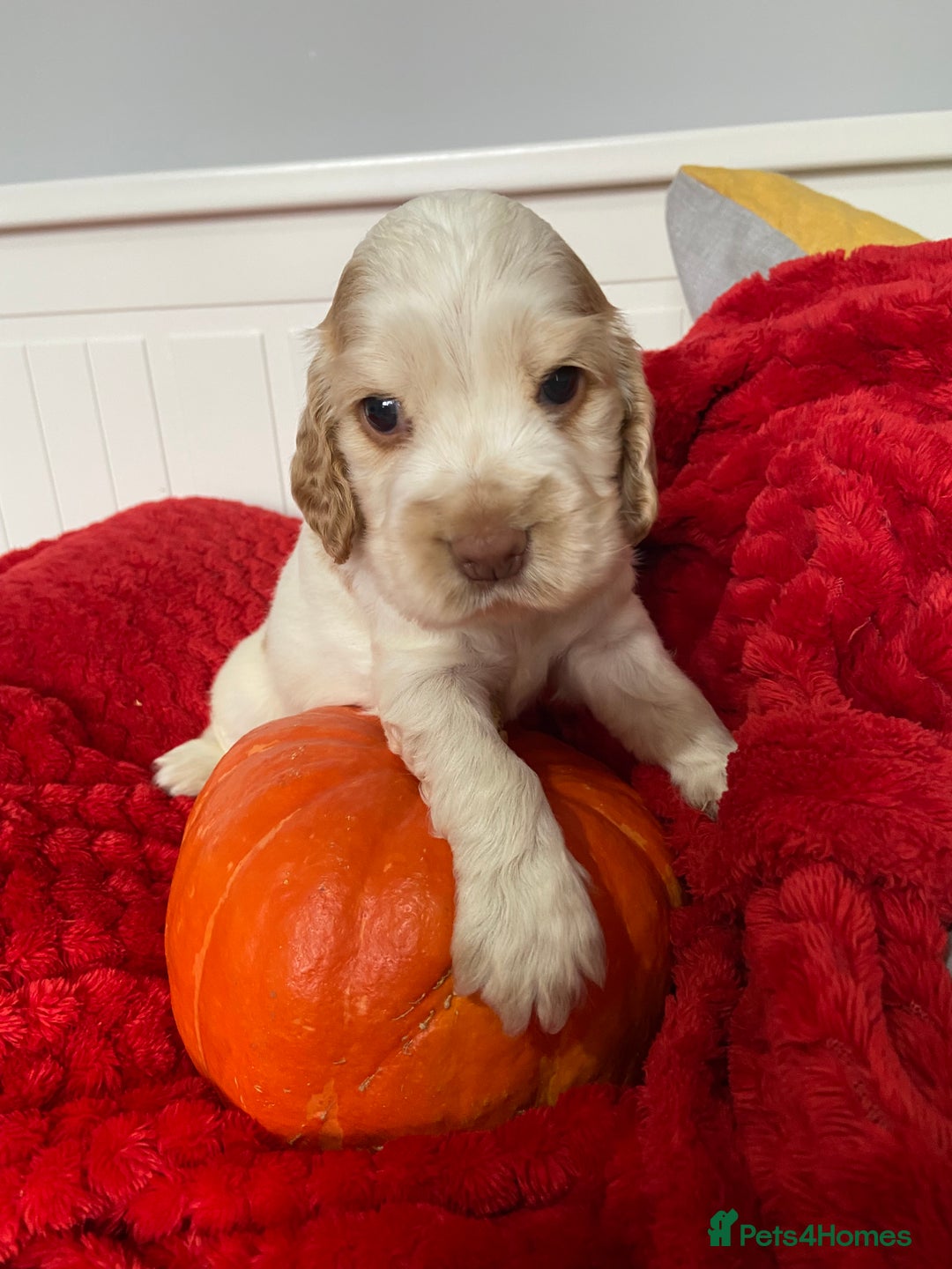 Cocker Spaniel dogs for sale: Show cocker spaniel puppies viewings this weekend! - Image 13