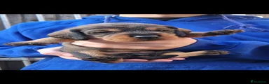 Dachshund Puppy 2