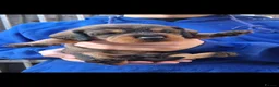 Dachshund dogs for sale: Standard Wirehaired Dachshund/Teckel Puppies - Advert 25