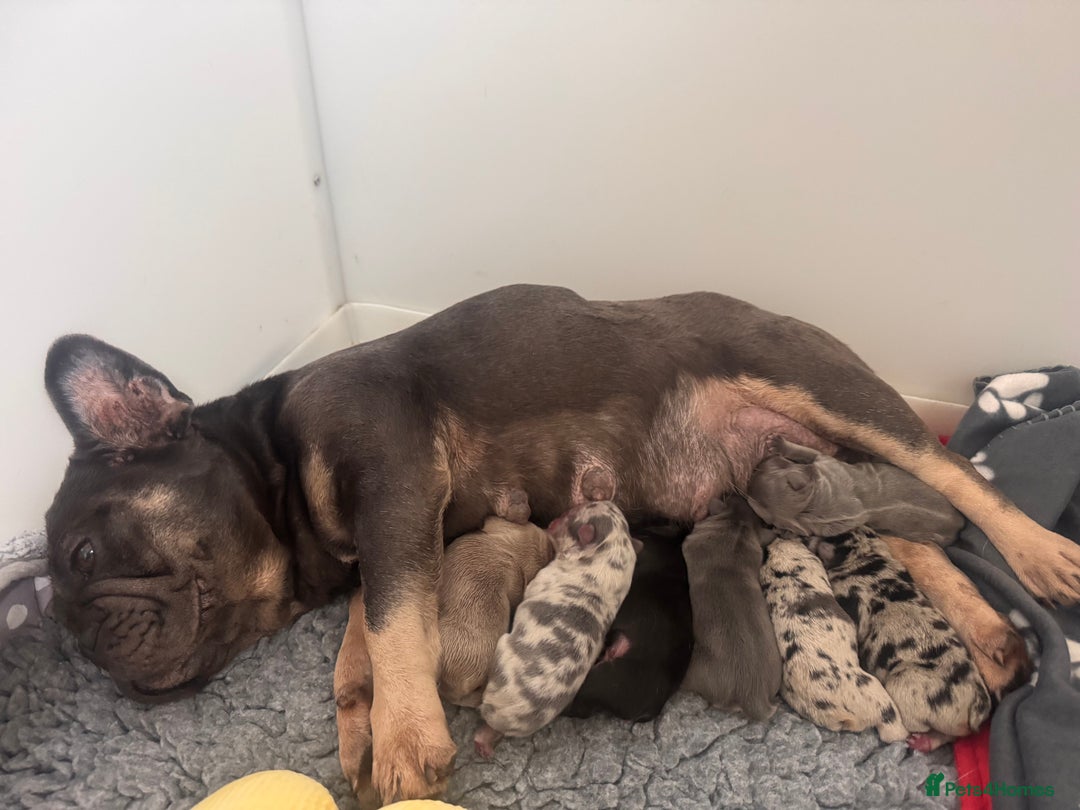 French Bulldog dogs for sale: Beautiful frenchie pups - Advert 2