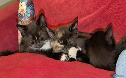 British Longhair cats for sale: Kittens are ready to go  - Image 9